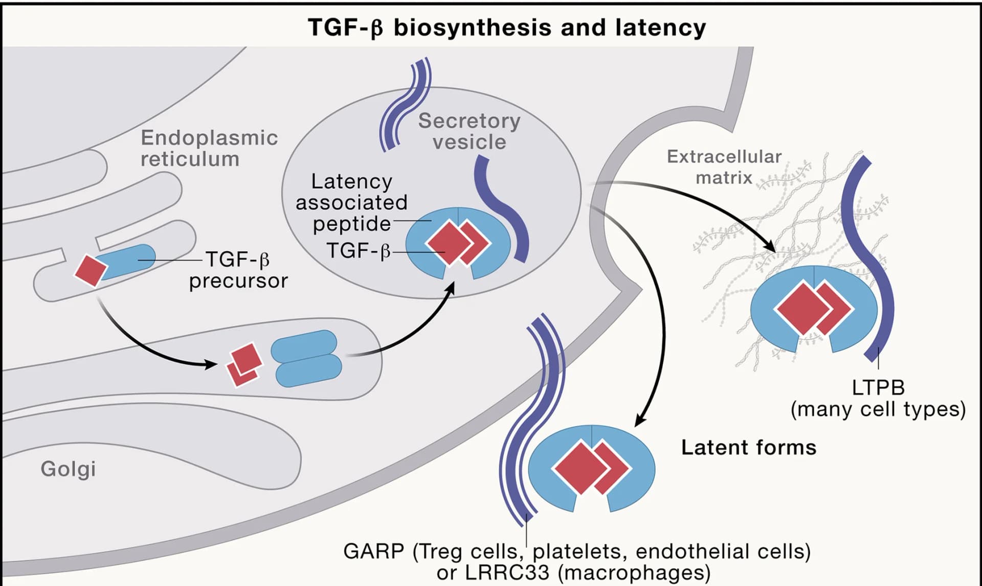 Open access visualization of Workflow, Illustration, TGF-β, Cytokines, LAP