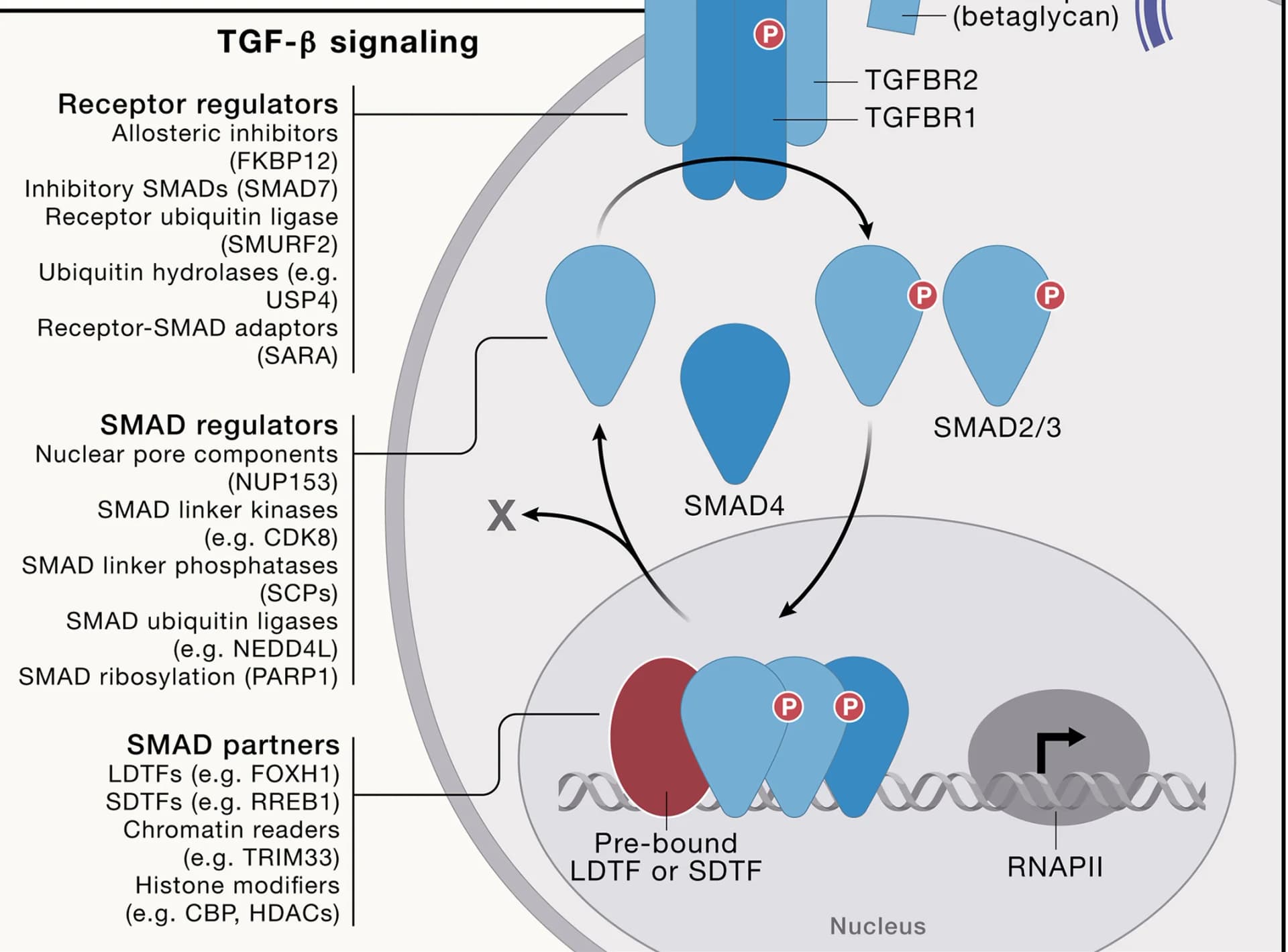 Open access visualization of Workflow, Flowchart, Illustration, Betaglycan, TGF-β
