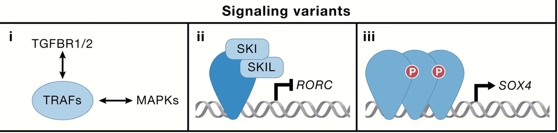 Open access visualization of Workflow, Illustration, TGF-β, Receptors, MAPKs
