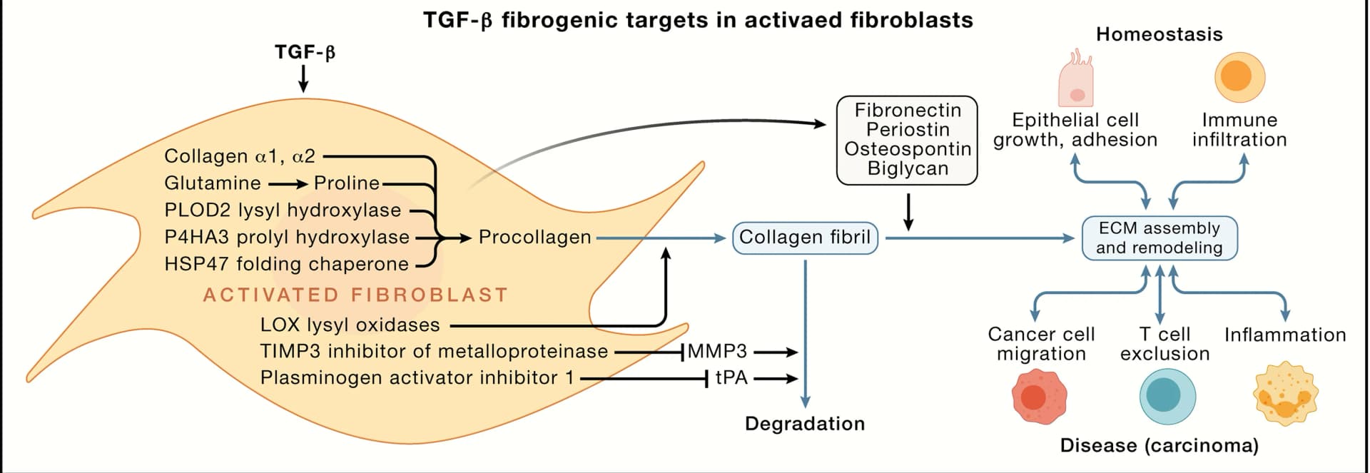 Open access visualization of Workflow, Flowchart, Illustration, TGF-β, Fibrillar Collagens