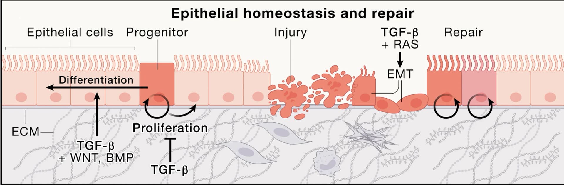 Open access visualization of Workflow, Illustration, TGF-beta, Epithelial Progenitors, Cell Interactions