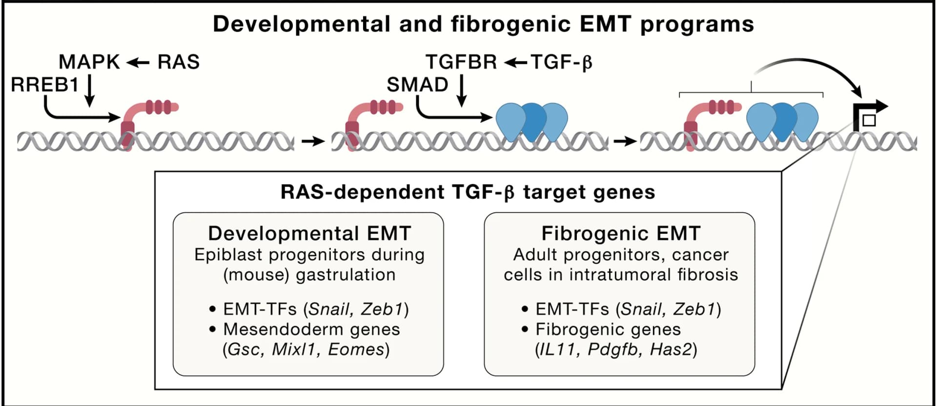 Open access visualization of Workflow, Illustration, RREB1, RAS-responsive element binding protein 1, TGF-beta-SMAD Pathway