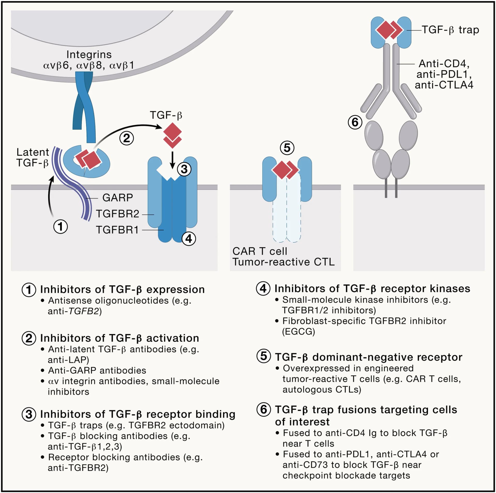 Open access visualization of Workflow, Illustration, TGF-β, TGF-β production, TGF-β activation