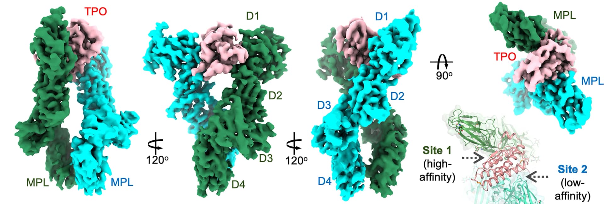 Open access visualization of Protein Structure, 3D Plot, Cryo-EM, 3D Reconstruction, TPO-2xMPLECDcomplex
