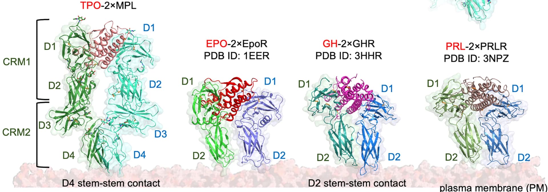 Open access visualization of Protein Structure, 3D Plot, Extracellular Domain, MPL, EpoR