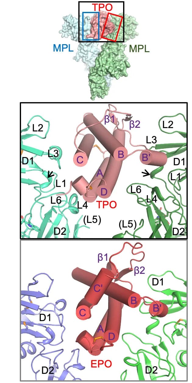 Open access visualization of Protein Structure, Cytokine Binding, TPO-2xMPL Complex, EPO-2xEpoR Complex, Alpha Helices