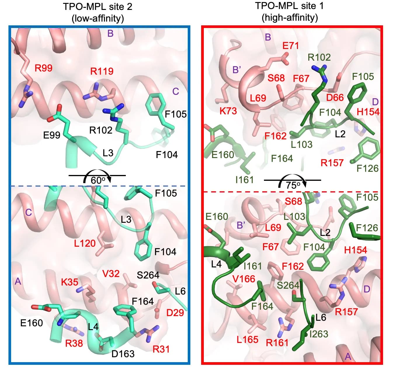 Open access visualization of Protein Structure, TPO-MPL Interface, Site 2, Site 1, Interface Residues