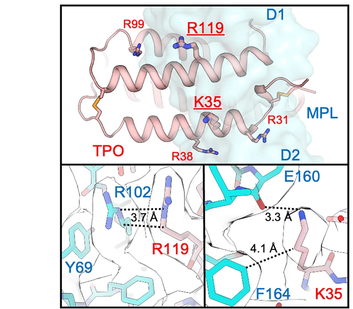 Open access visualization of Protein Structure, Chemical Structure, TPO, MPL, Cryo-EM Map