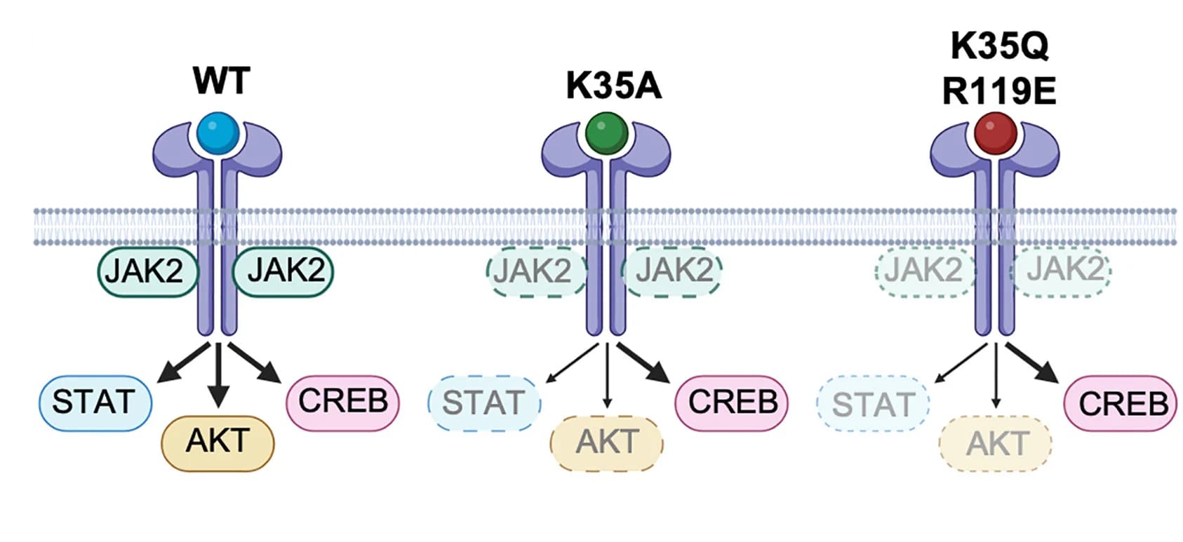 Open access visualization of Illustration, Workflow, Schematic, Signal Activation, TPO