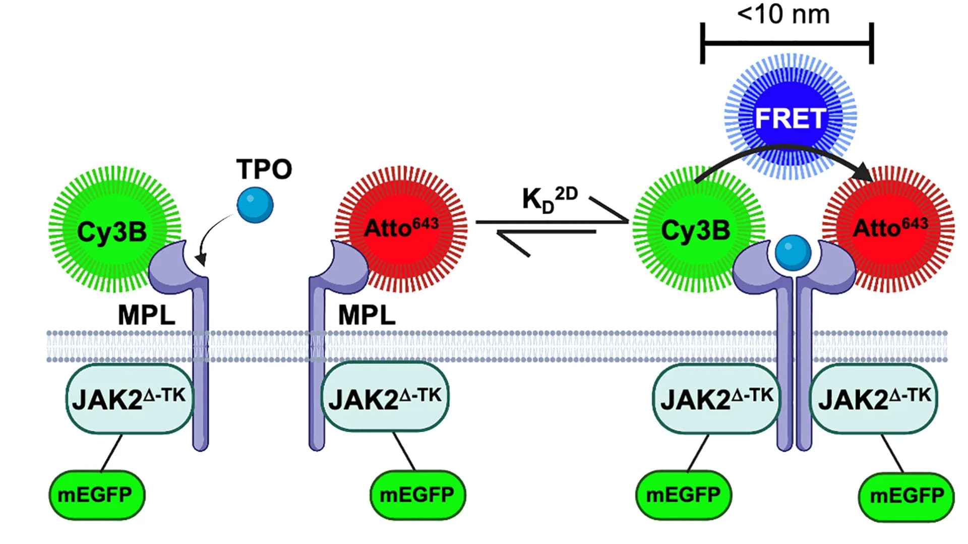 Open access visualization of Illustration, Workflow, MPL, Monomer-dimer equilibrium, ALFA-tagged MPL