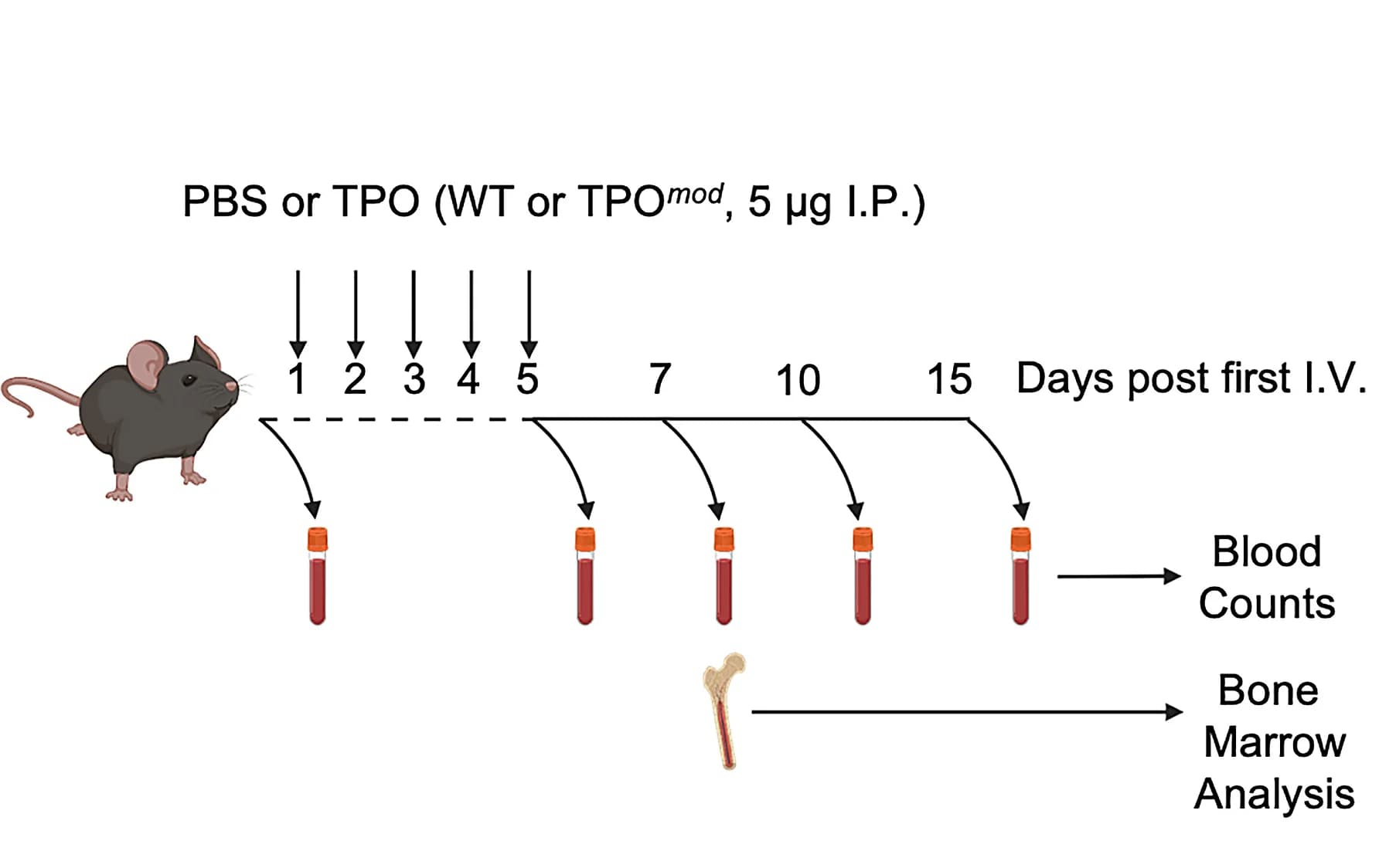 Open access visualization of Workflow, Illustration, Experimental Workflow, In Vivo, Murine TPO