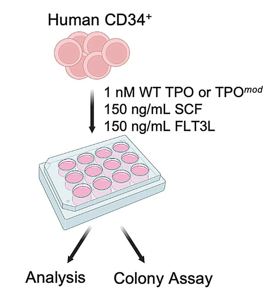 Open access visualization of Workflow, Illustration, Experimental Workflow, TPO Functional Analysis, CD34+ Cells