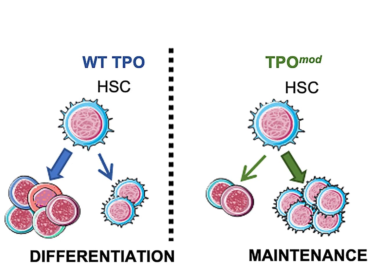 Open access visualization of Workflow, Illustration, Schematic Summary, WT TPO, TPOmod
