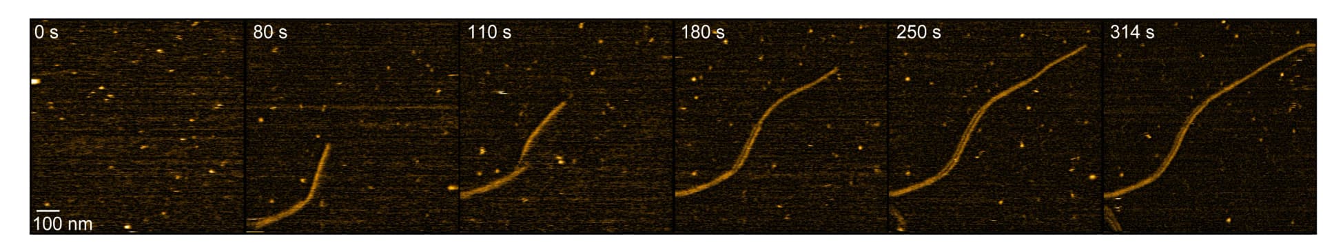Open access visualization of Microscopy, Time-lapse HS-AFM video, Clovibactin, Lipid II, Fibrils