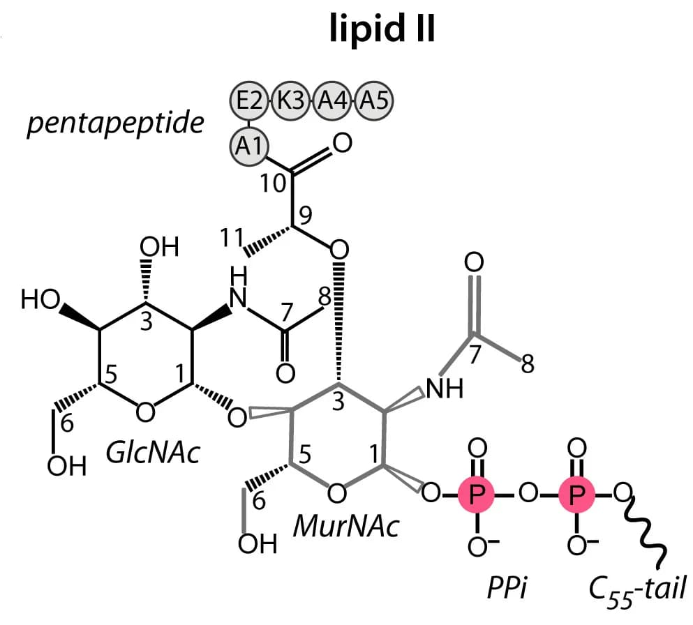 Open access visualization of Chemical Structure, Lipid II