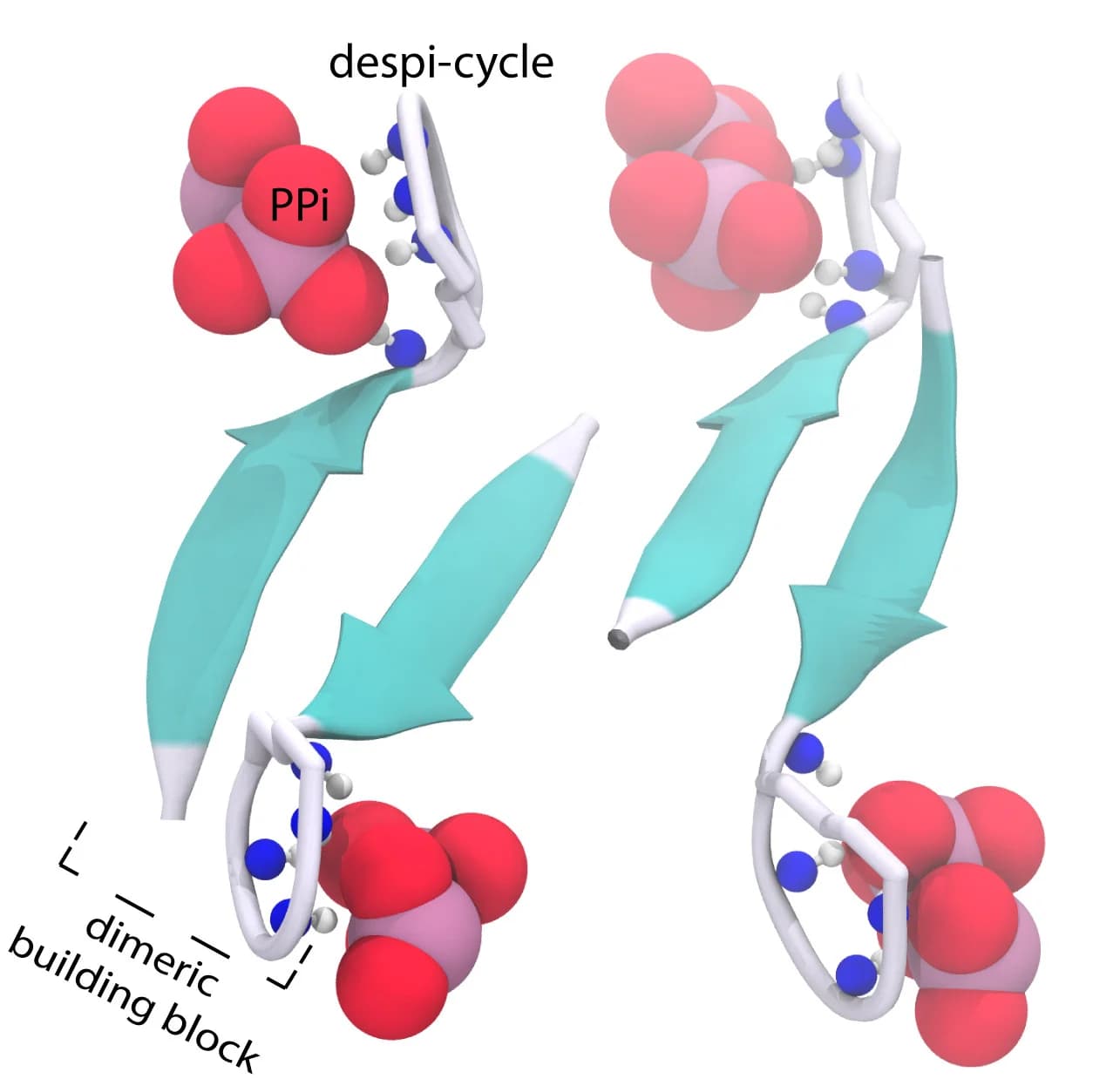 Open access visualization of Protein Structure, Chemical Structure, ssNMR, Structural Model, Clovibactin-Lipid II Complex