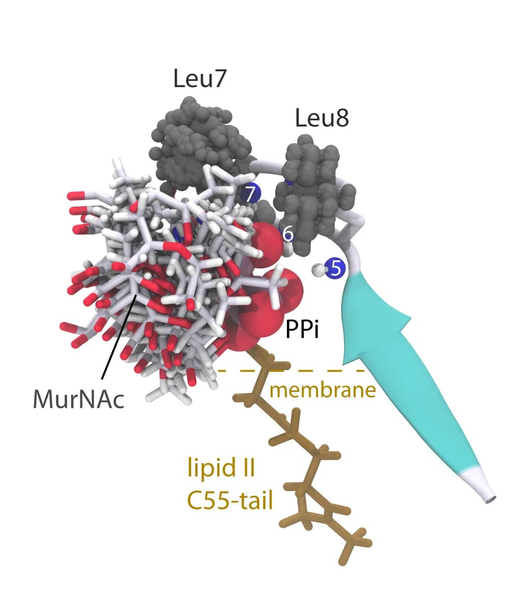 Open access visualization of Protein Structure, Chemical Structure, ssNMR, Structural Model, Depsi-cycle