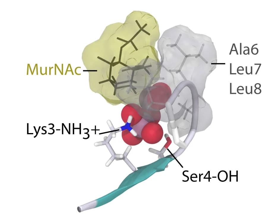 Open access visualization of Protein Structure, Chemical Structure, Protein-Protein Interaction, Lipid II PPi, Amino Acids