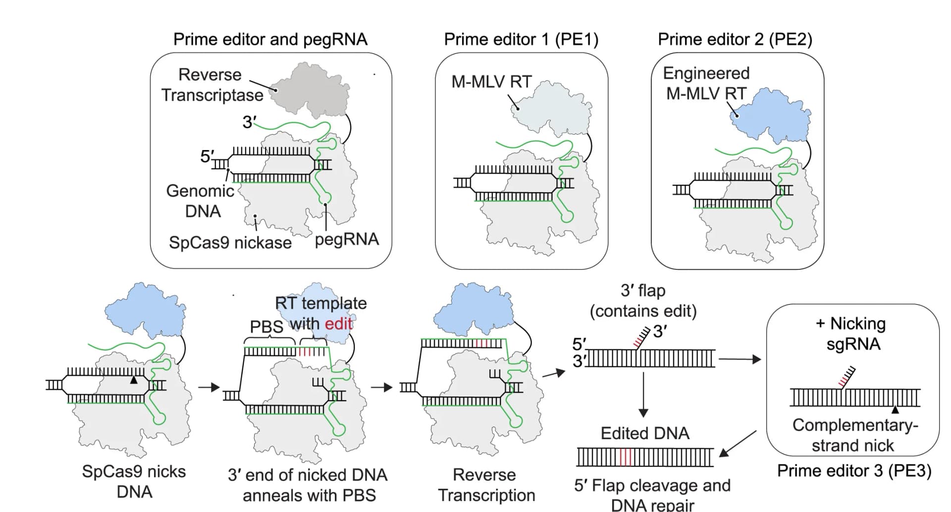 Open access visualization of Workflow, Illustration, Prime Editing Systems, Prime Editor Protein, Reverse Transcriptase