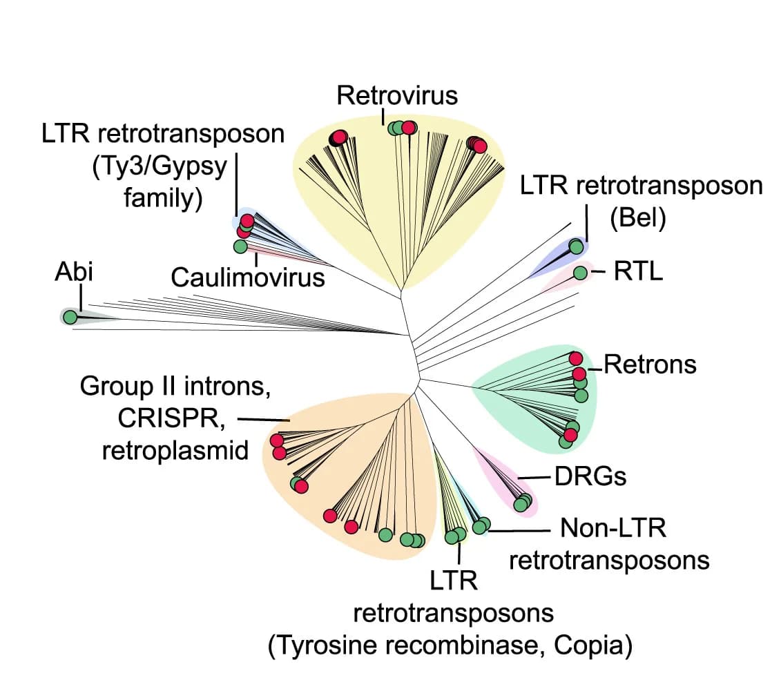 Open access visualization of Network, Phylogenetic Classification, Reverse Transcriptases, PE-active Enzymes, PE-inactive Enzymes
