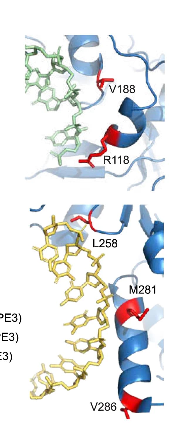 Open access visualization of Protein Structure, Chemical Structure, Residues, Tf1 RT Prime Editor, Ty3 RT