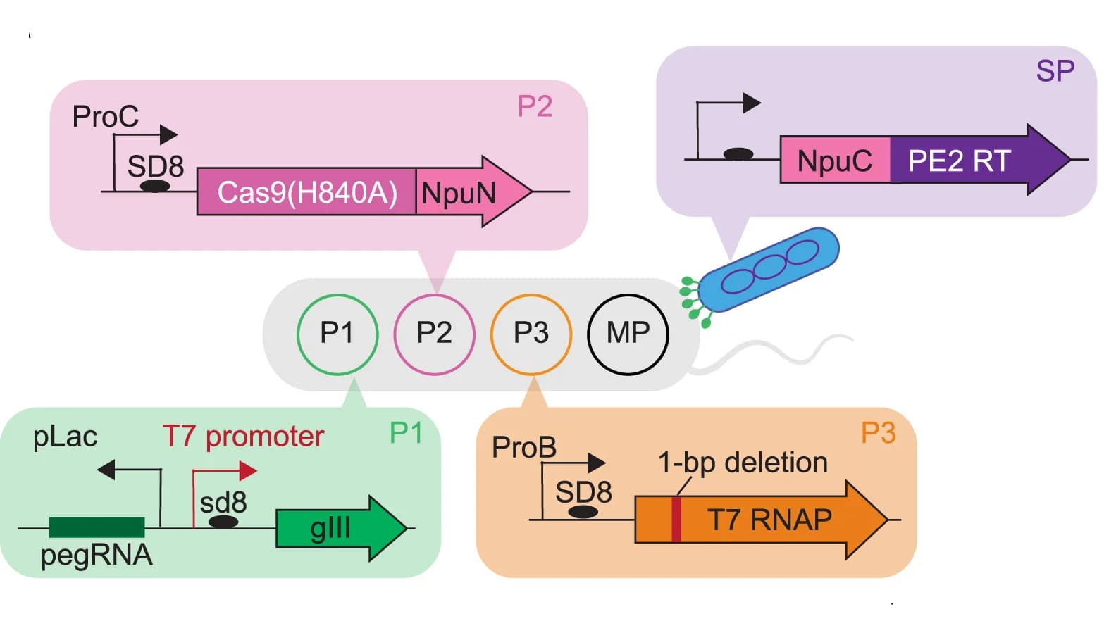 Open access visualization of Illustration, PE-Pace Selection Circuit, E. Coli, Phage, Intein