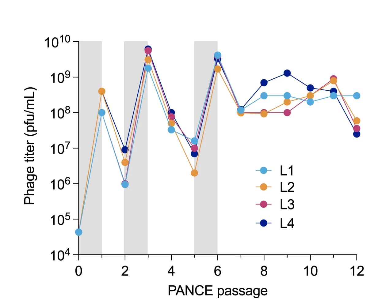 Open access visualization of Line Plot, PANCE Titers, Phage Evolution, Evolutionary Drift, Lagoons