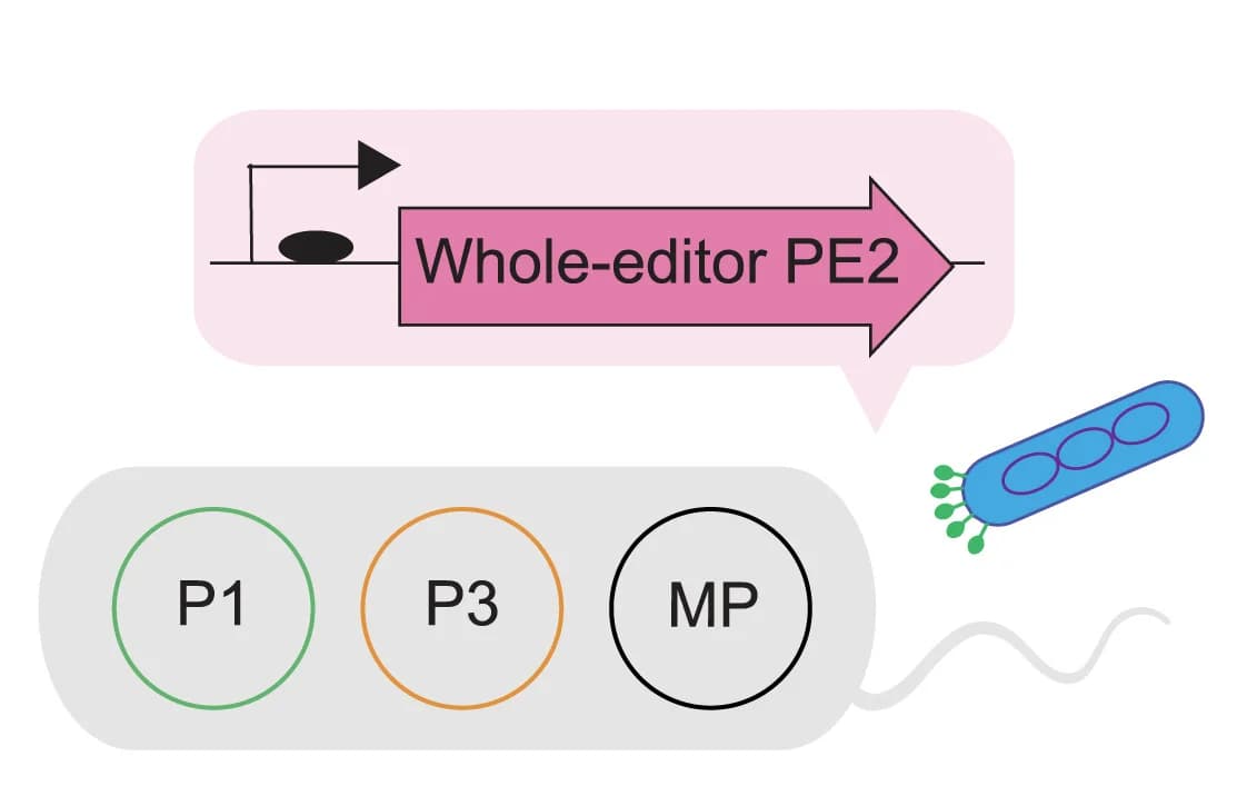 Open access visualization of Workflow, Illustration, PE-PACE Selection, Prime Editor Evolution, Cas9 Domain