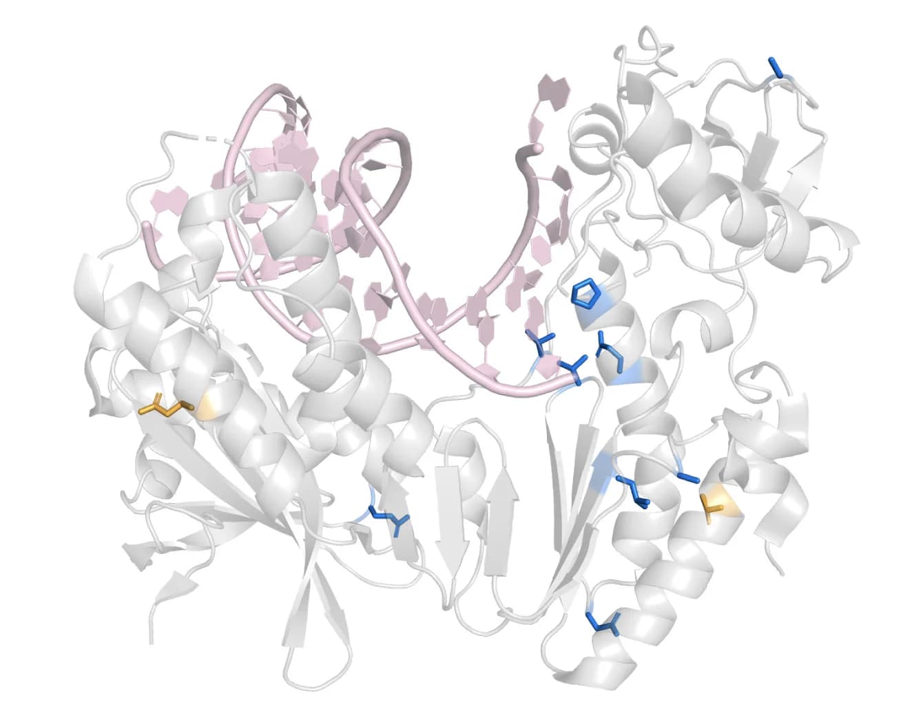Open access visualization of Protein Structure, Mutated Residues, M-MLV, PANCE, XMRV