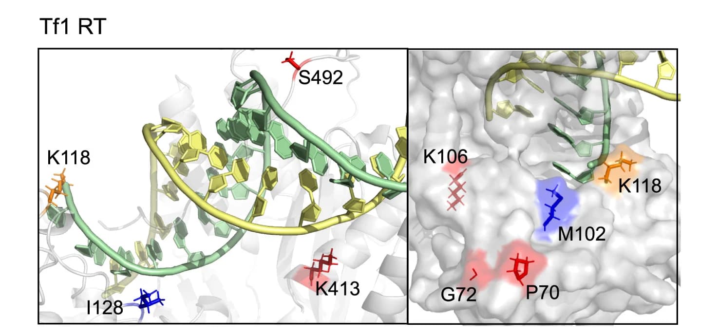 Open access visualization of Protein Structure, Chemical Structure, Residues, Tf1 RT, Mutation
