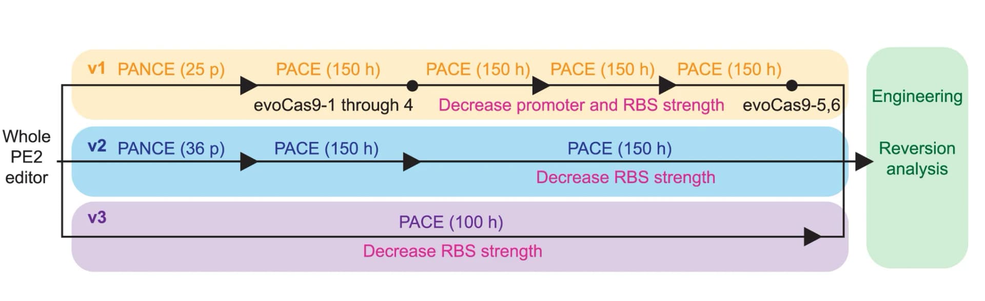 Open access visualization of Workflow, Flowchart, Evolution Campaigns, PE2 Phage, v1 Circuit