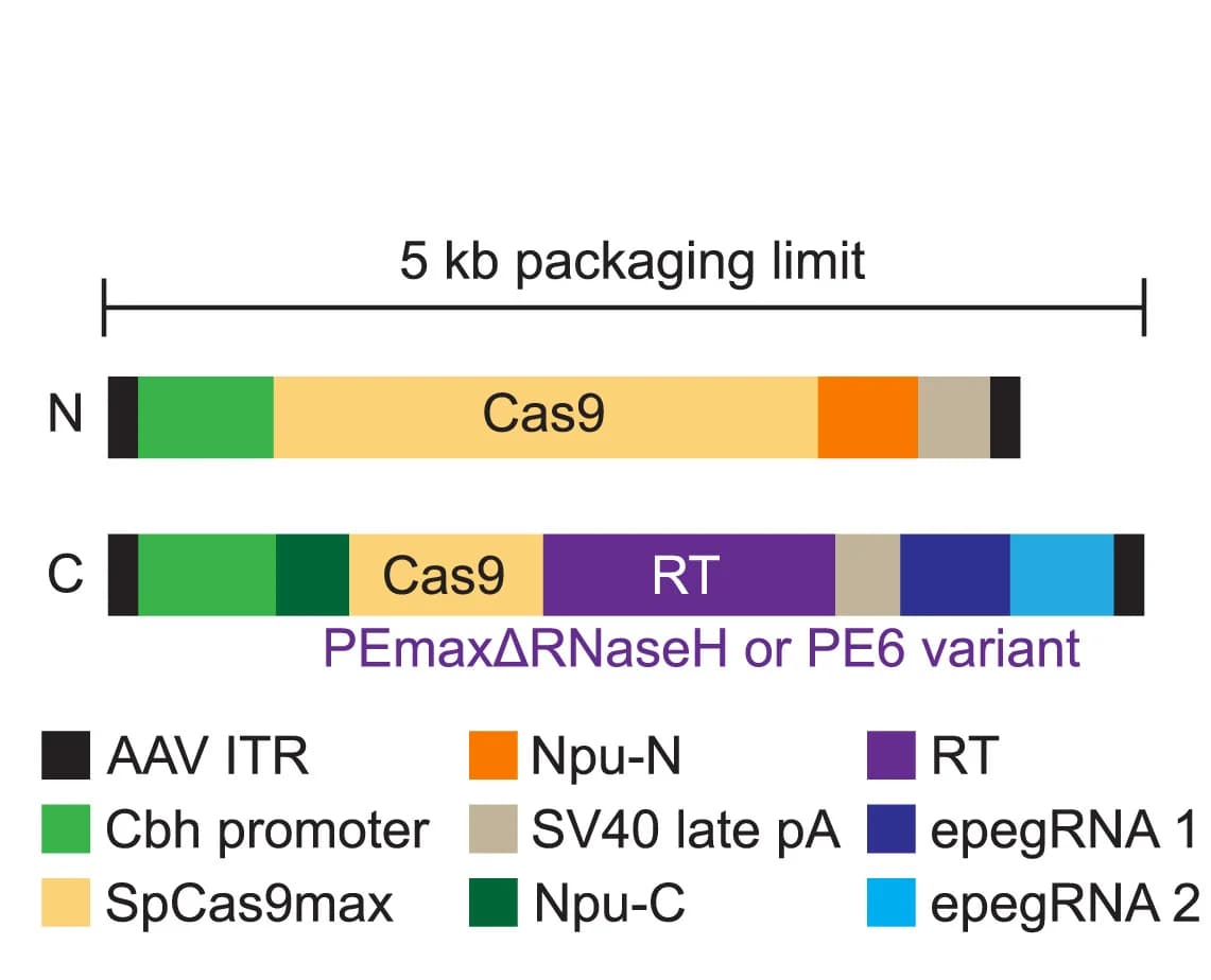 Open access visualization of Illustration, Dual-AAV Delivery System, twinPE, Cas9, Npu Split Intein