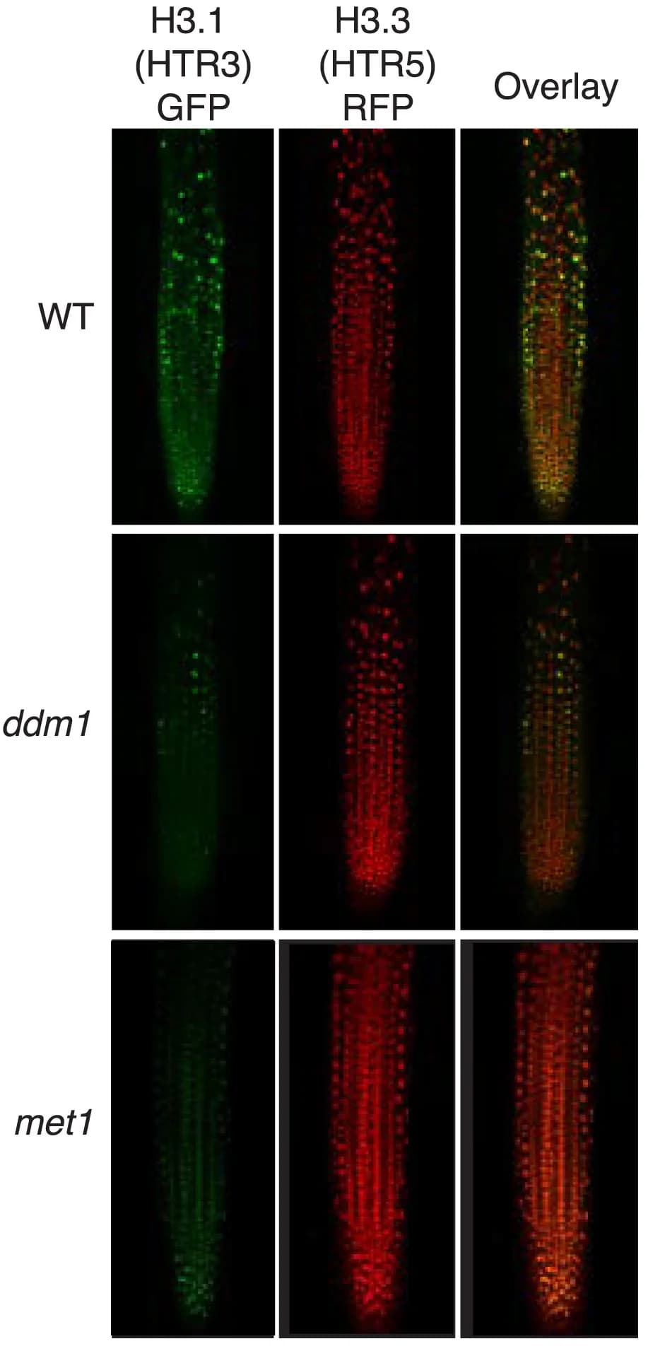 Open access visualization of Microscopy, H3.1-GFP, H3.3-RFP, Arabidopsis Root Tips, Wild Type
