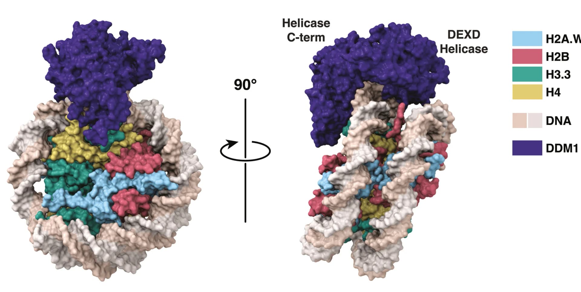 Open access visualization of Protein Structure, Molecular Structure, DDM1-Nucleosome Complex, Cryo-EM, DDM1 Domains