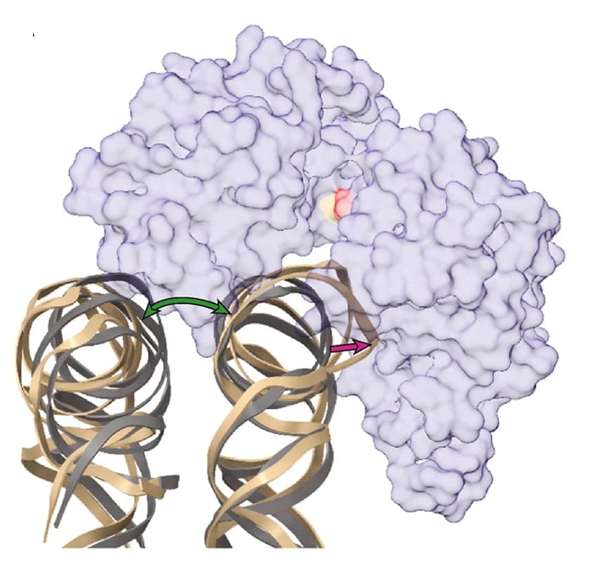 Open access visualization of Protein Structure, DNA distortion, DDM1 binding, Nucleosome, DNA backbone