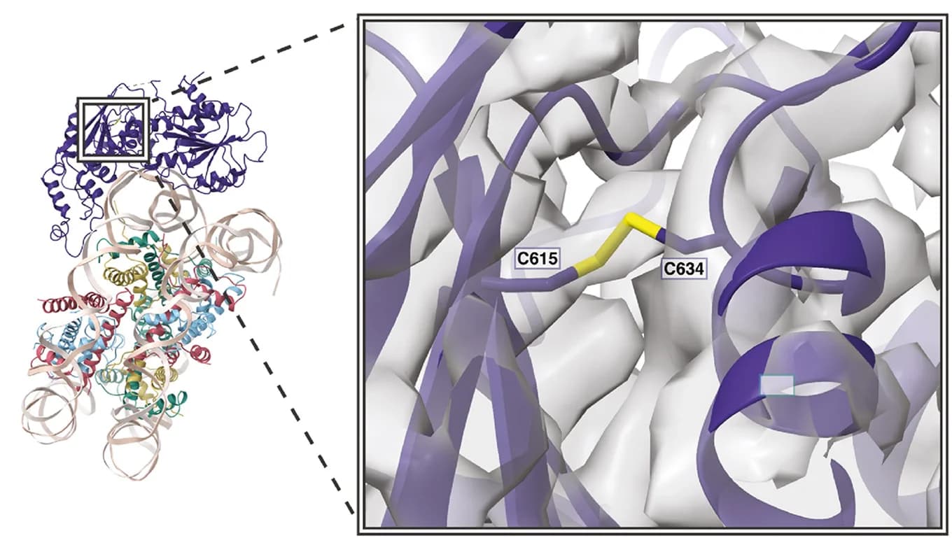 Open access visualization of Protein Structure, Disulfide bond, HELICc domain, DDM1, Cryo-EM density