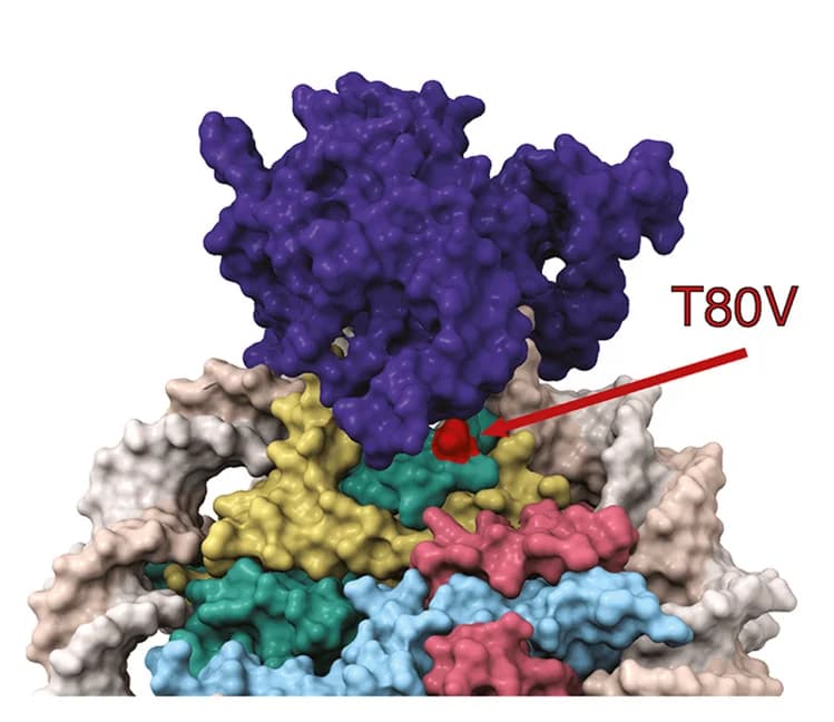 Open access visualization of Protein Structure, DDM1-nucleosome complex, T80V mutation, Histone H3.3 MGH3, Surface representation