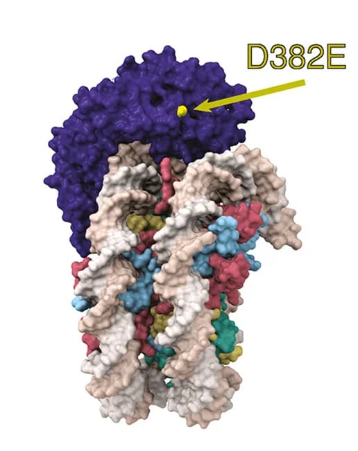 Open access visualization of Protein Structure, DDM1-nucleosome complex, D382E mutation, Hypomethylation phenotype, Surface representation