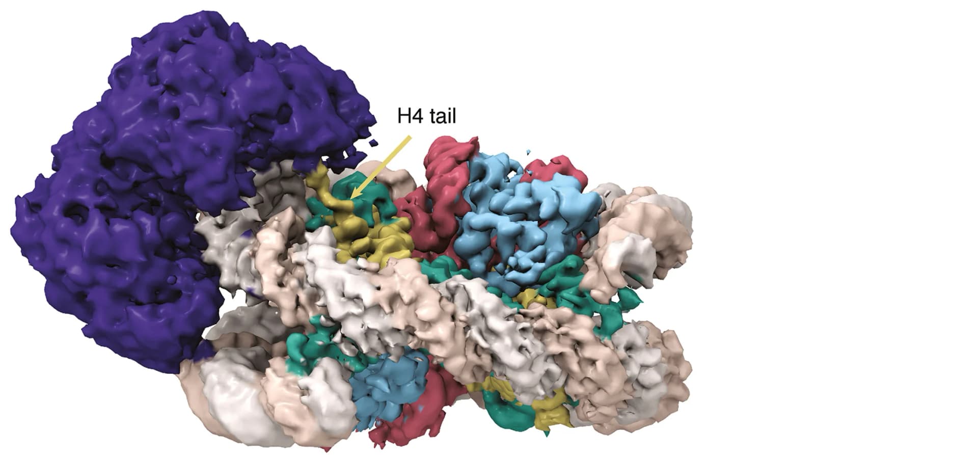Open access visualization of Protein Structure, Cryo-EM density map, Histone H4, DEXD ATPase domain, DDM1