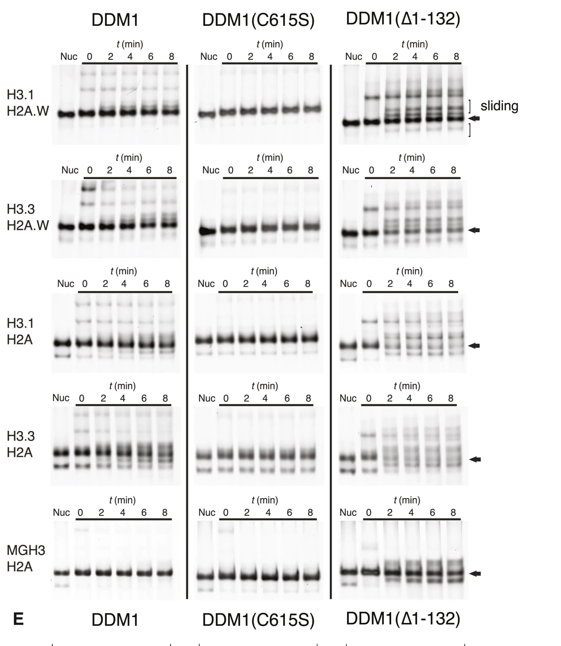 Open access visualization of Gel, Nucleosome Remodeling, 0N60 Mononucleosomes, Widom 601 DNA, H2B
