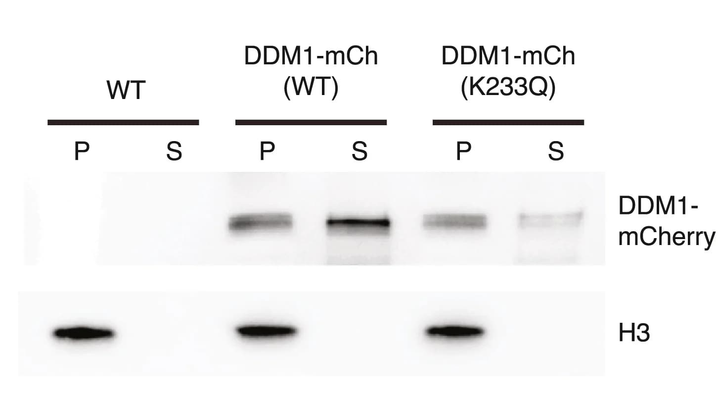 Open access visualization of Gel, Western Blot, DDM1-mCherry, DDM1-mCh, Wild-Type