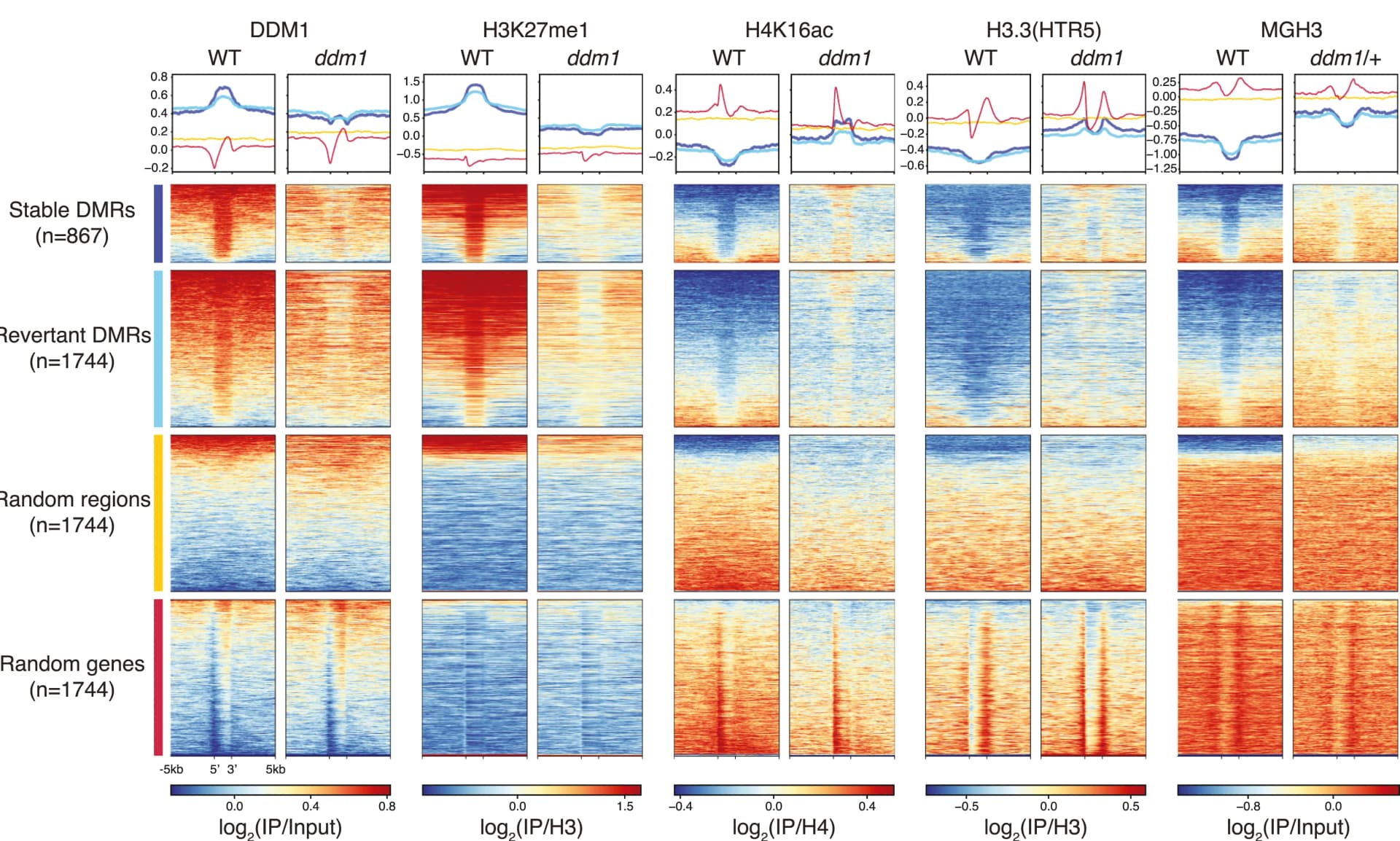 Open access visualization of Heatmap, Line Plot, DDM1, H3K27me1, H4K16Ac