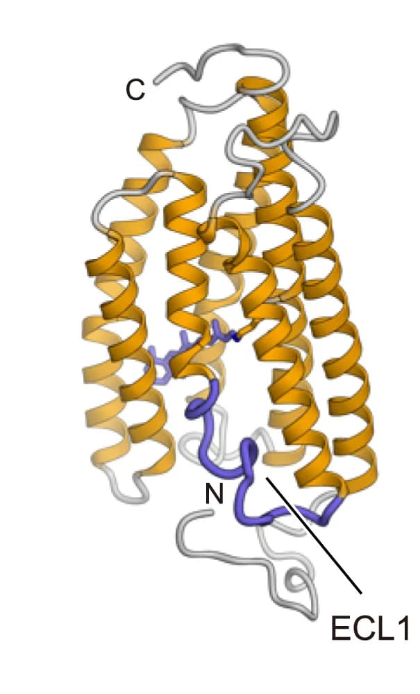 Open access visualization of Protein Structure, Monomeric Structures, HcKCR1, HcKCR2