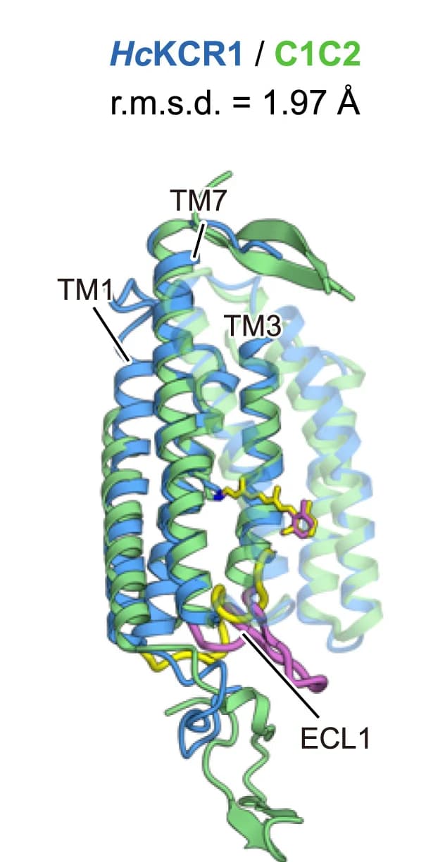 Open access visualization of Protein Structure, Structural Comparisons, HcKCR1, HcKCR2, ChRmine