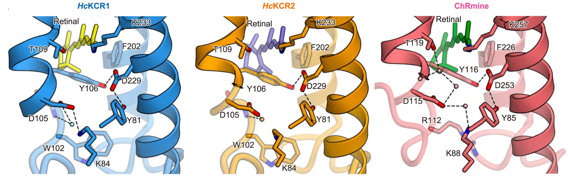 Open access visualization of Protein Structure, Schiff Base, HcKCR1, HcKCR2, ChRmine