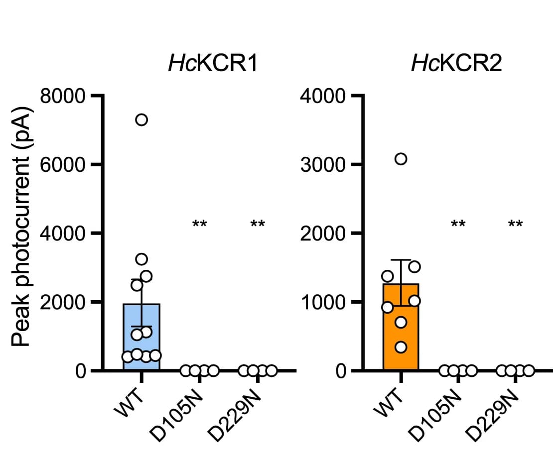 Open access visualization of Bar Plot, Error Bars, Scatter Plot, Photocurrent Amplitudes, WT
