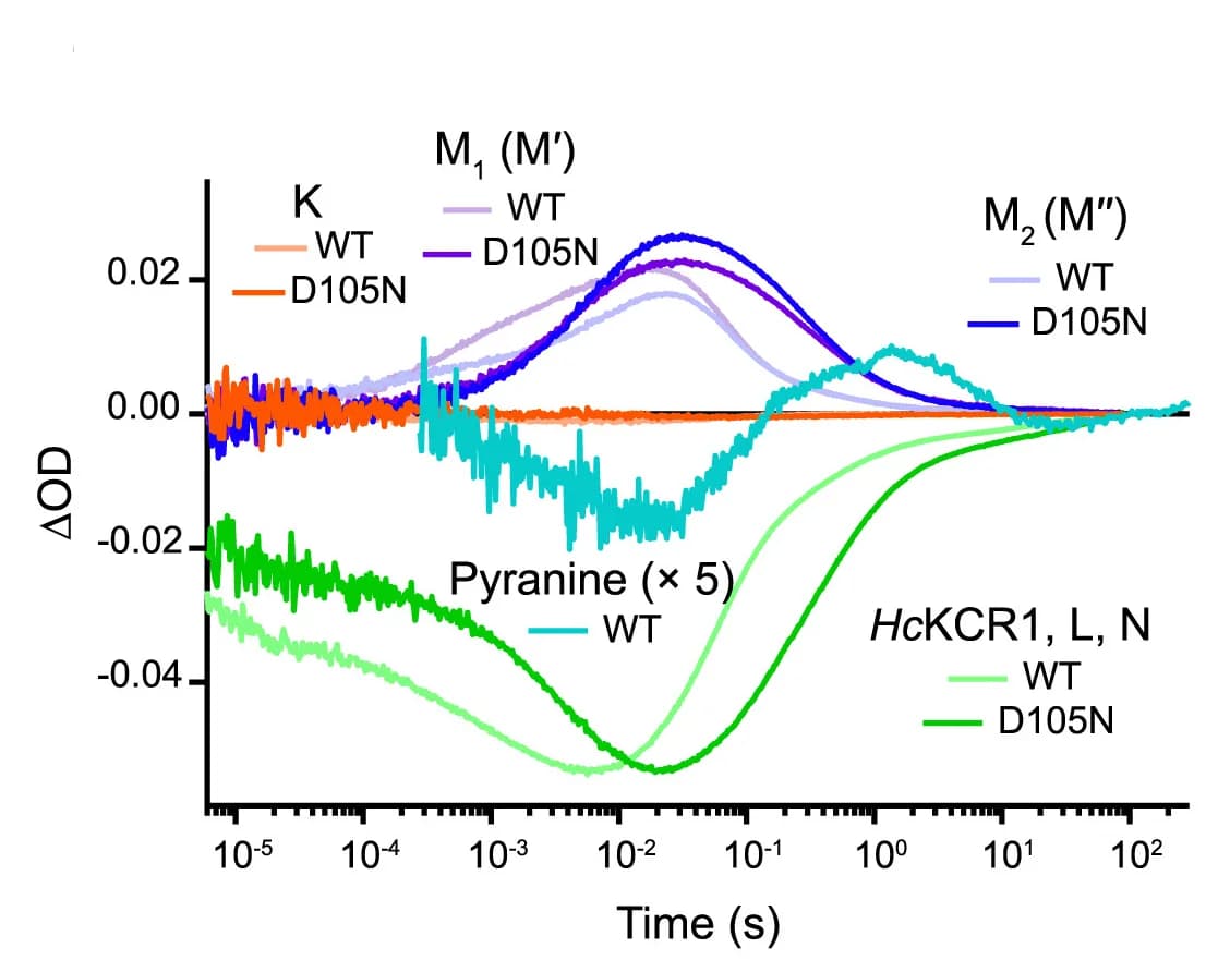 Open access visualization of Line Plot, Time-Series Traces, Absorption Change, HcKCR1, WT