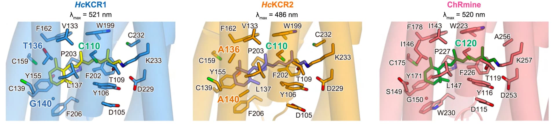 Open access visualization of Protein Structure, Retinal Binding Pockets, HcKCR1, HcKCR2, ChRmine