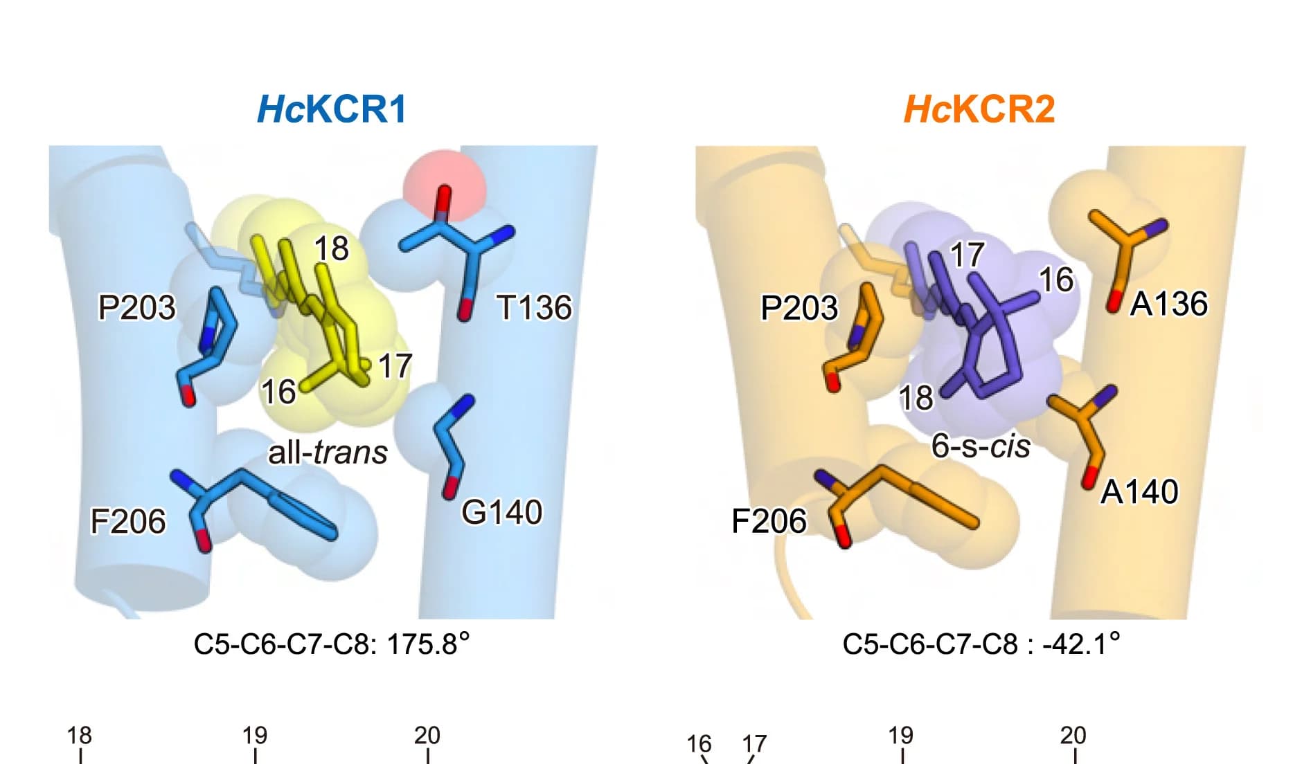 Open access visualization of Protein Structure, Chemical Structure, Beta-ionone Rings, HcKCR1, HcKCR2