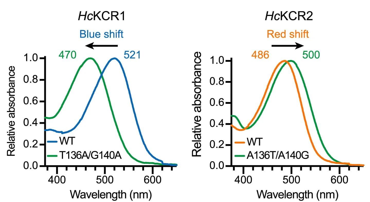 Open access visualization of Line Plot, Absorption Spectra, HcKCR1, HcKCR2, Swapping Mutants